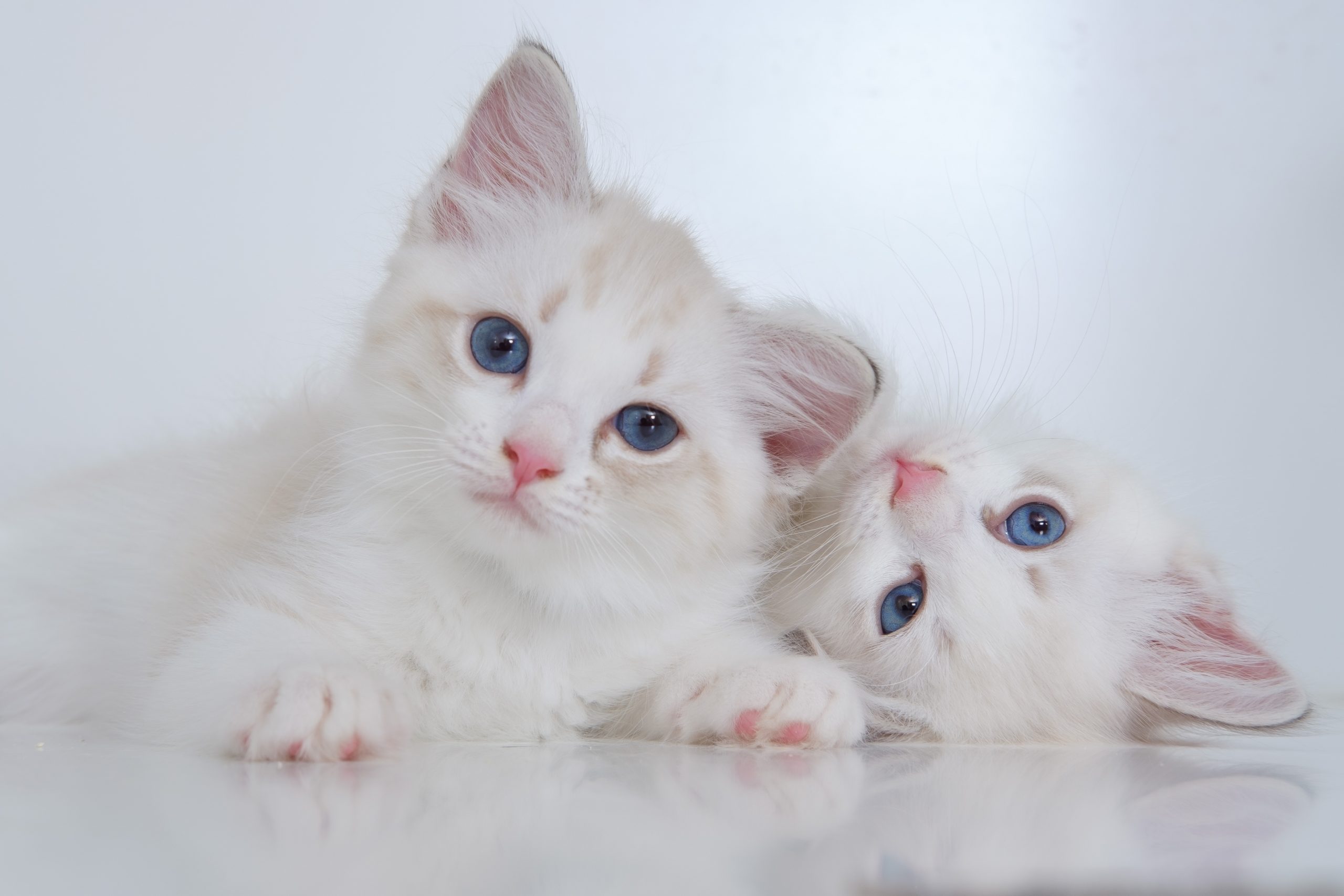 Adorable kittens looking at camera