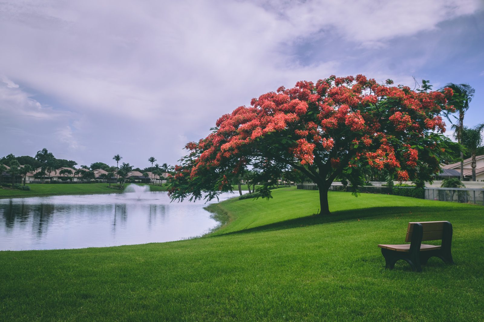 Photo of red flowering trees beside body of water