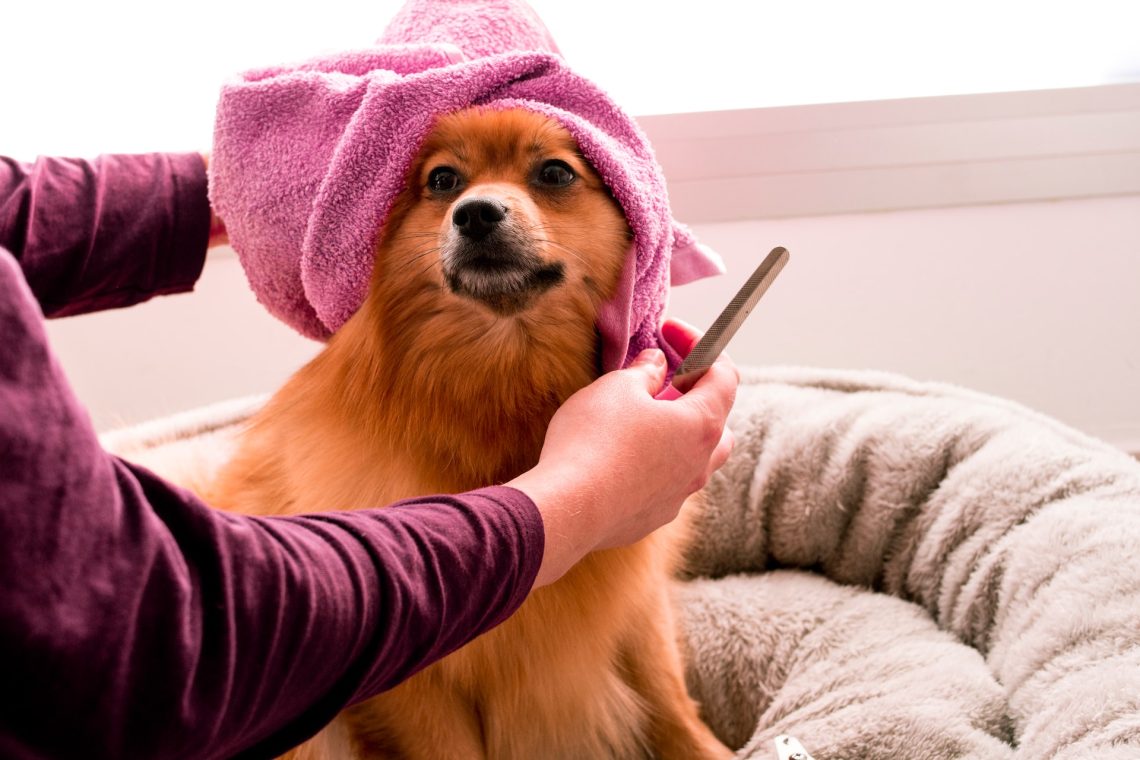 pamper day for your dog