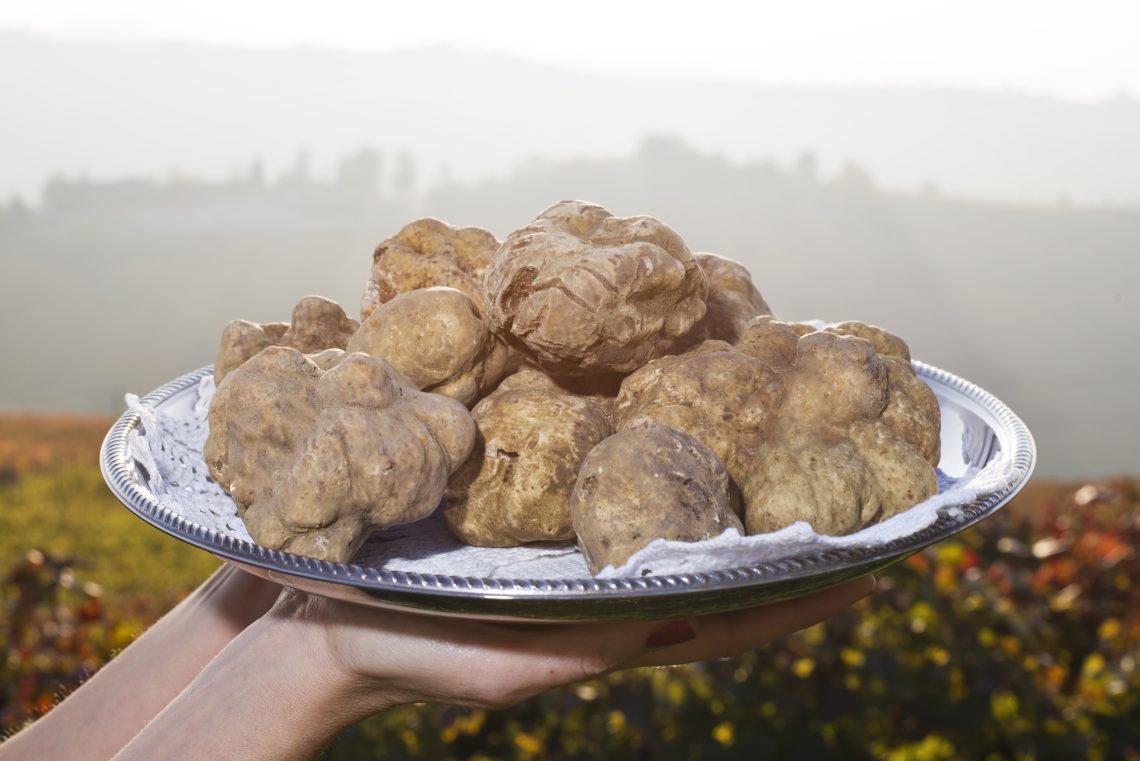 White truffles from Piedmont on the tray in the background hills