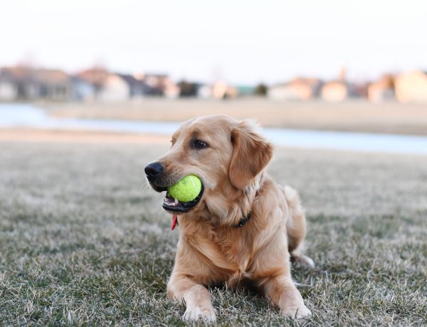 revamp your dog's playtime
