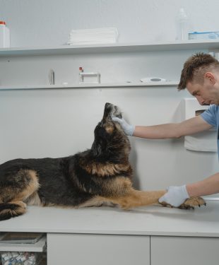 veterinarian