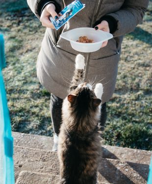 Best Food for Your Cat