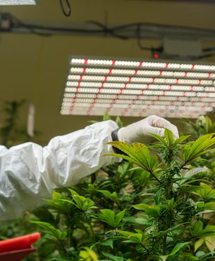 California's Cannabis Industry