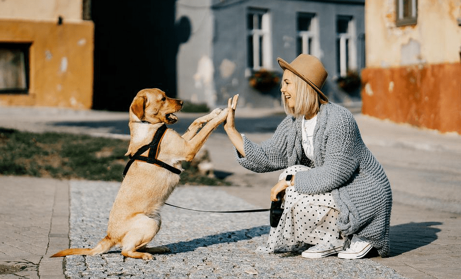 first time dog owners