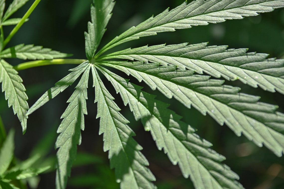  Maine cannabis dispensaries 