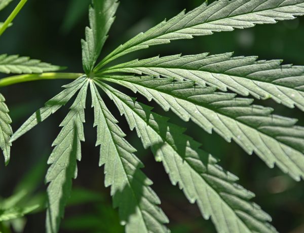  Maine cannabis dispensaries 
