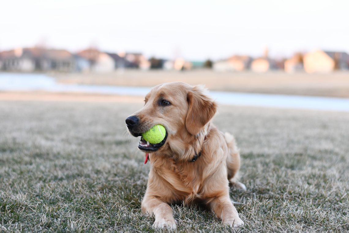 revamp your dog's playtime