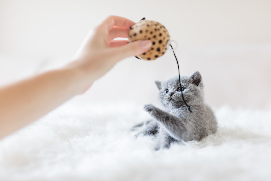 cat toys