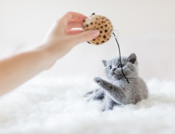 cat toys