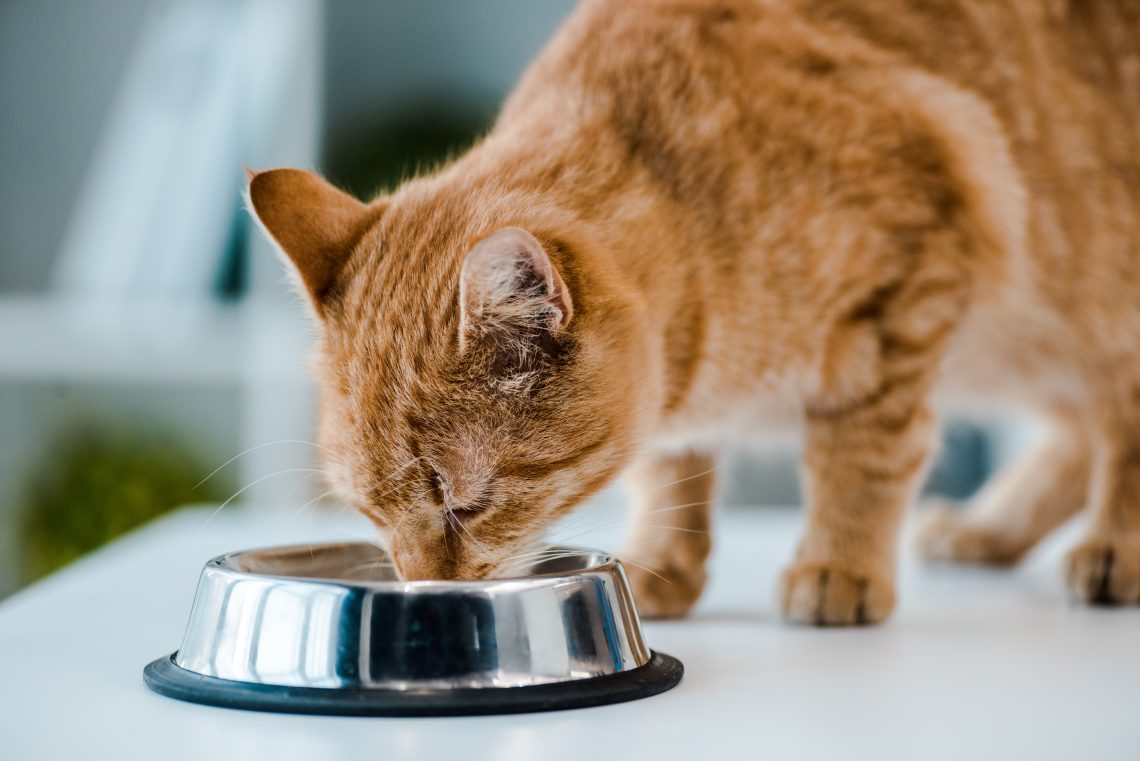 Best Food for Your Cat
