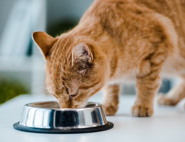 Best Food for Your Cat