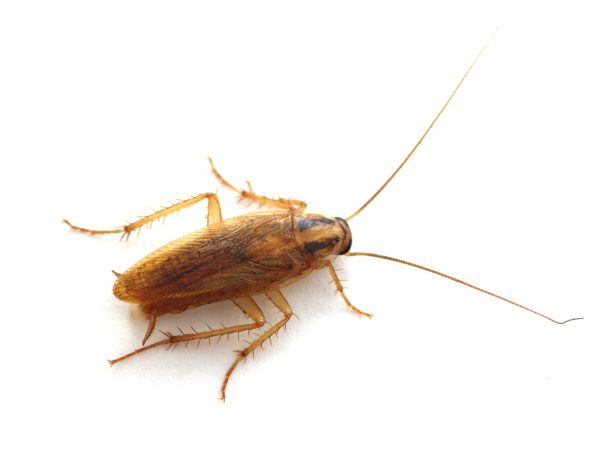 Cockroach