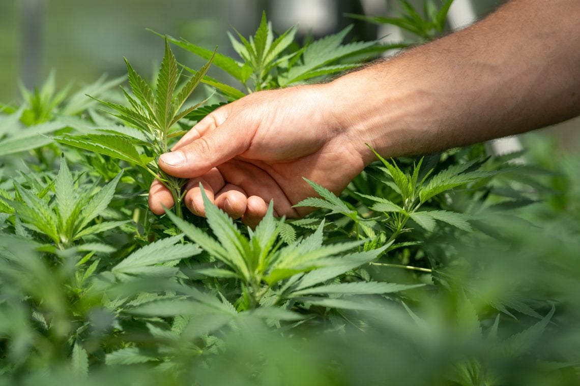 Perception of Cannabis