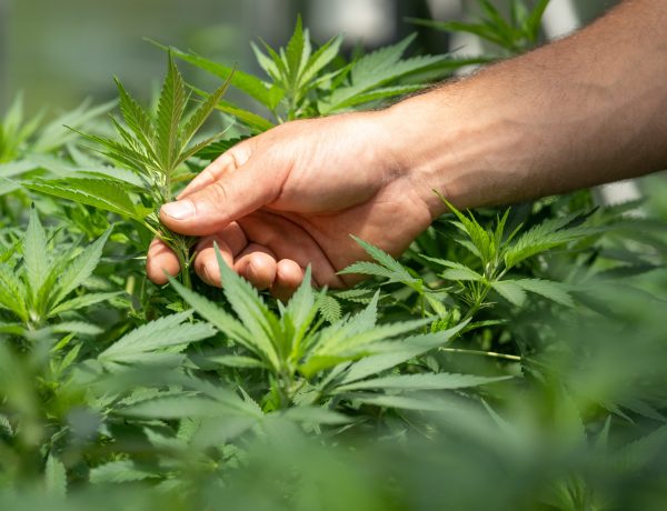 Perception of Cannabis