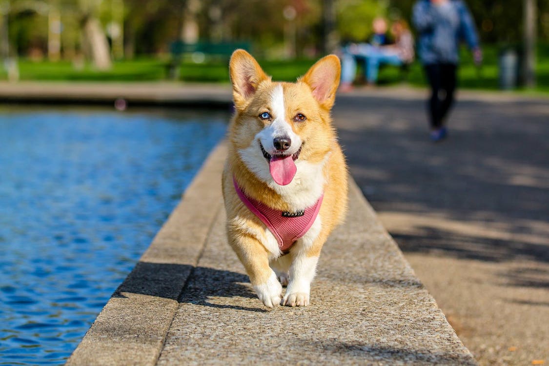 is your dog happy