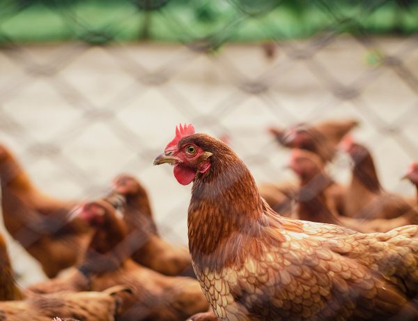 poultry farming