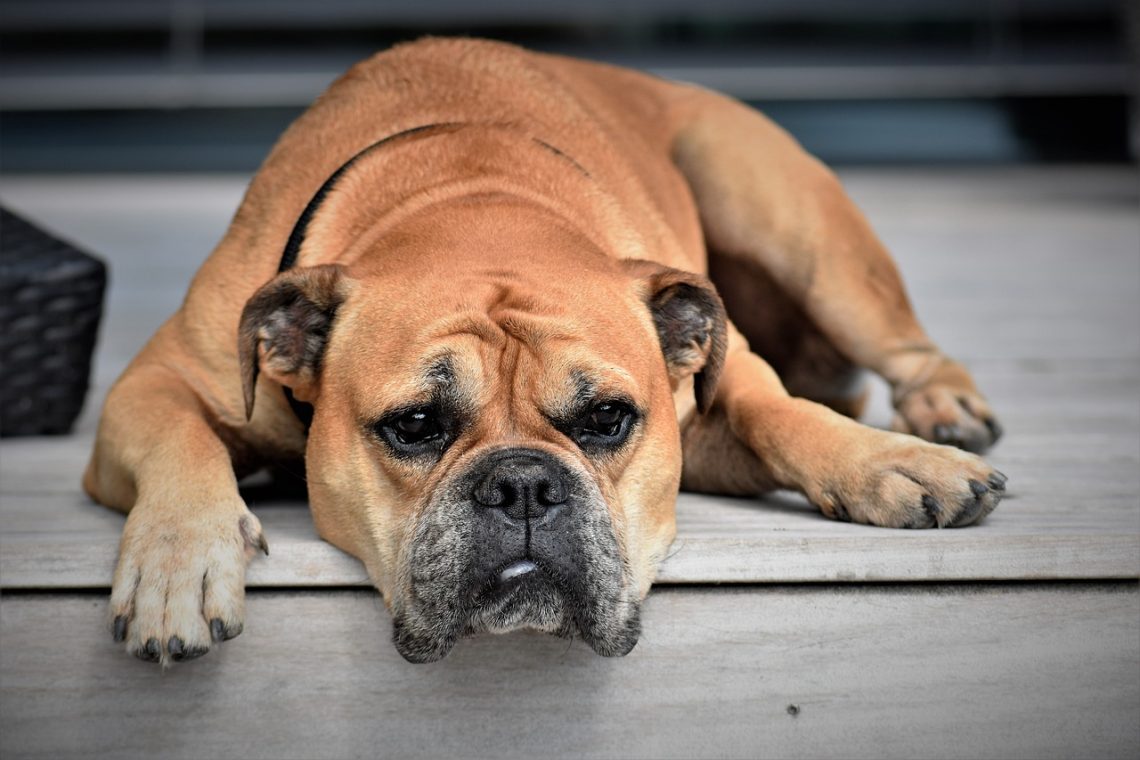Choosing the Right Dog Breed