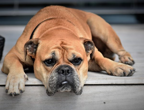 Choosing the Right Dog Breed