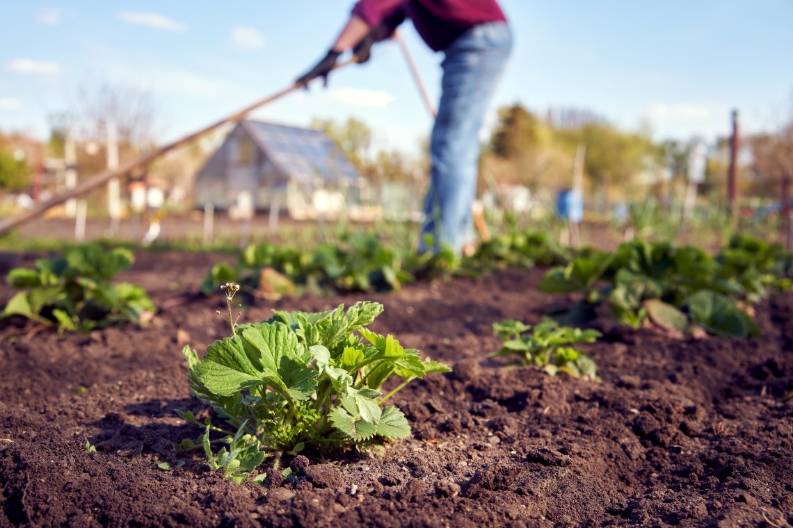Homesteading Essentials
