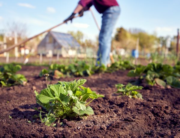 Homesteading Essentials