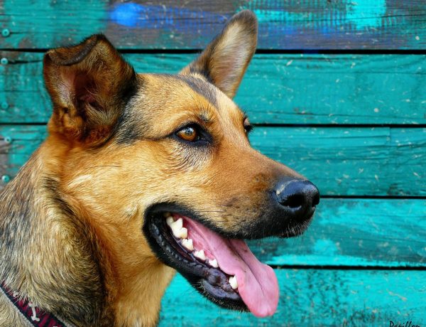 Dental health for dogs