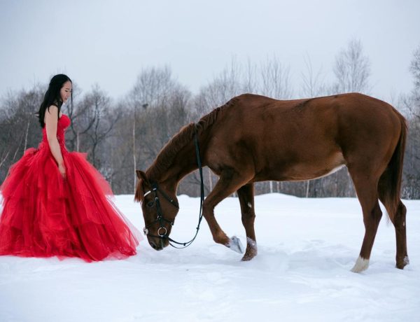 Horse Couture