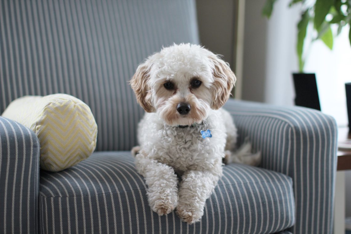 Keeping Your Dog Calm During Home Repairs