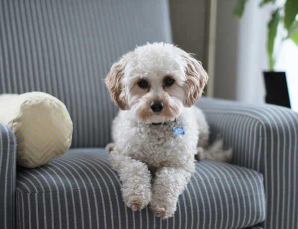 Keeping Your Dog Calm During Home Repairs