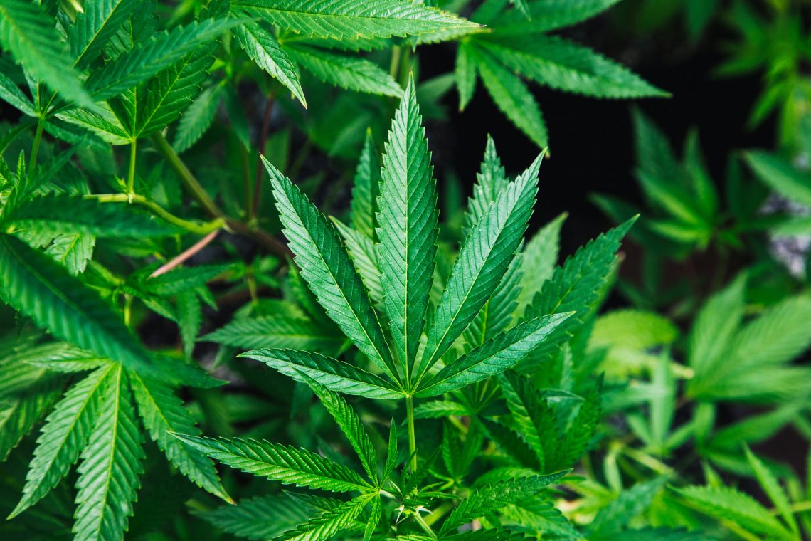 pinene strains