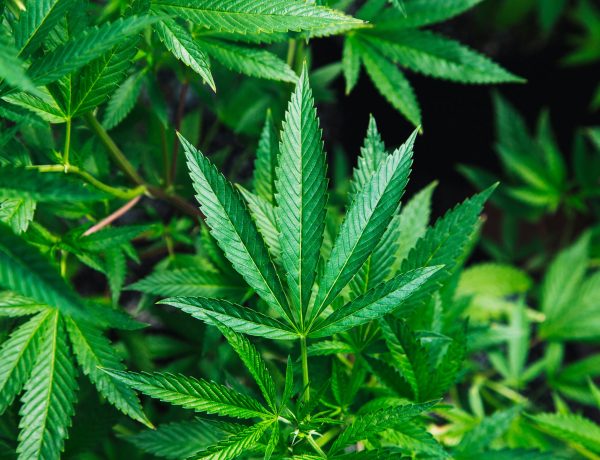 pinene strains
