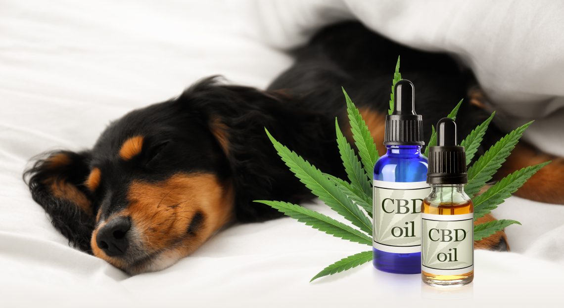 Pet CBD Tincture