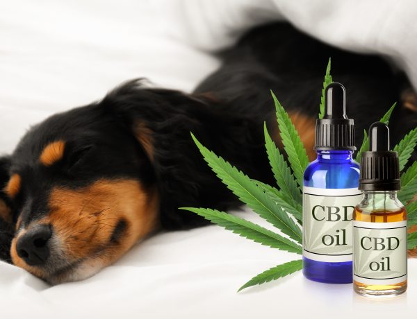 Pet CBD Tincture