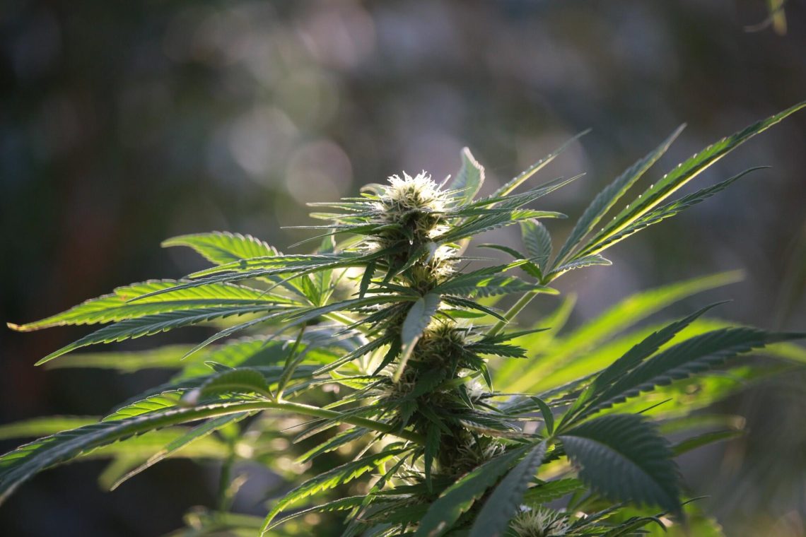 Best THCA Flower