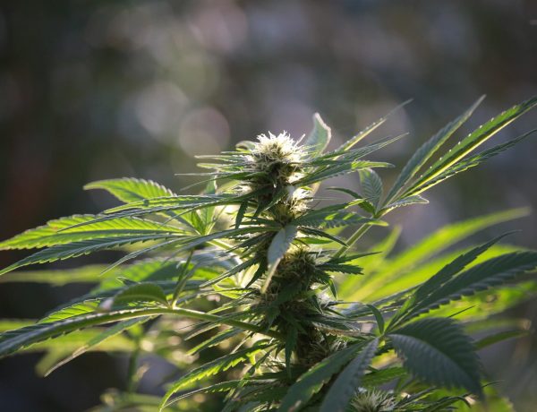 Best THCA Flower