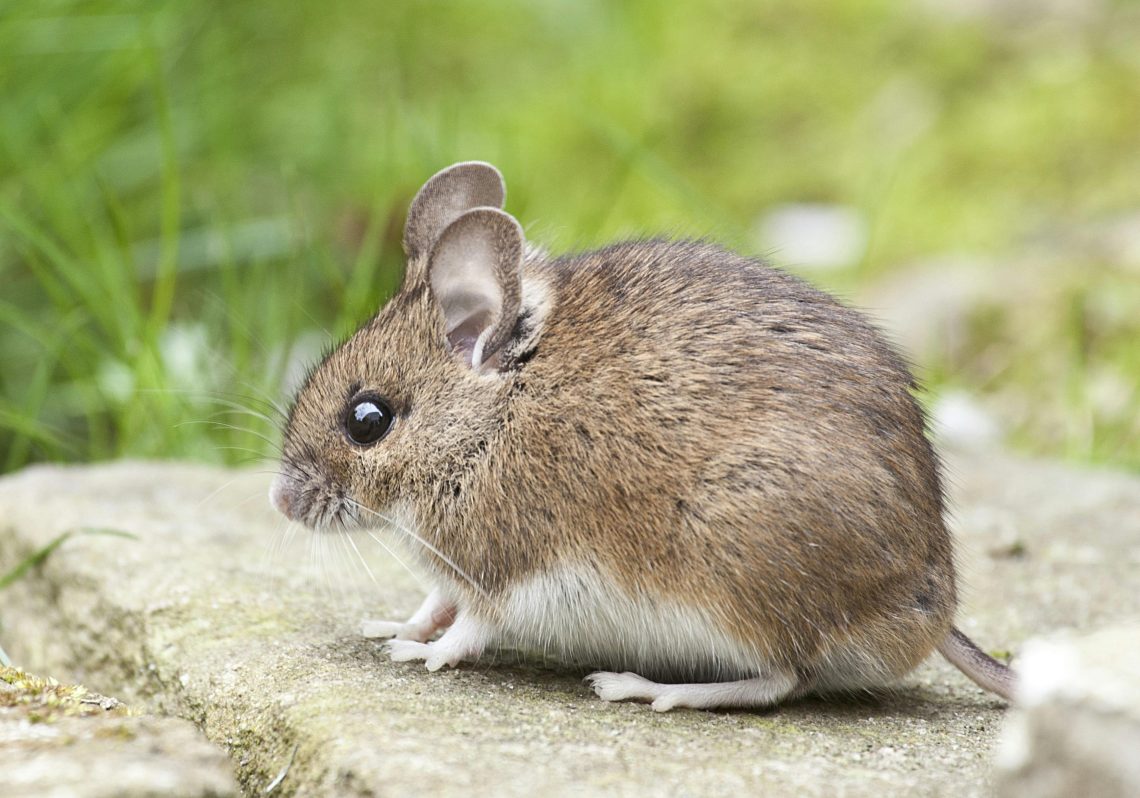 Household Pests
