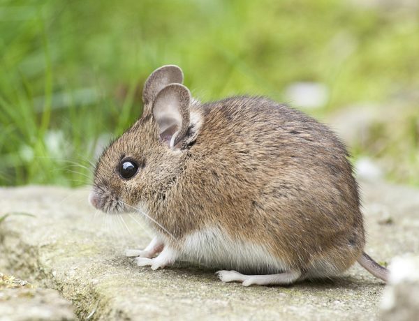 Household Pests
