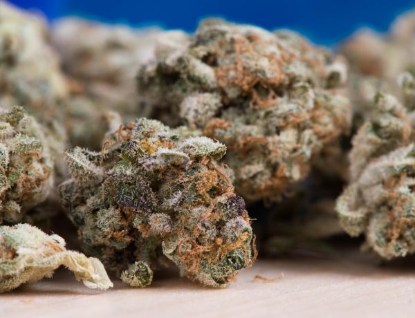 cannabis consultation
