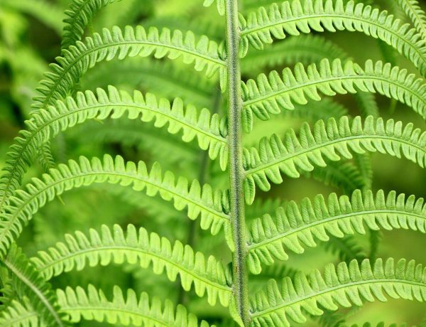 Fern Plants
