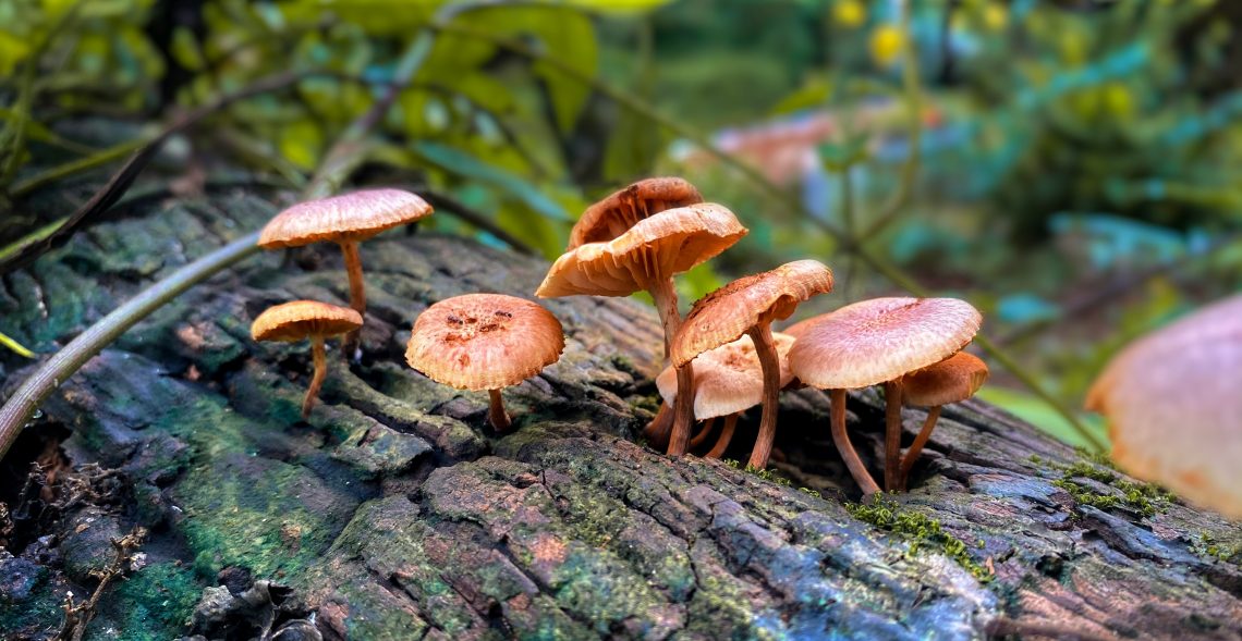 medical benefits of magic mushrooms
