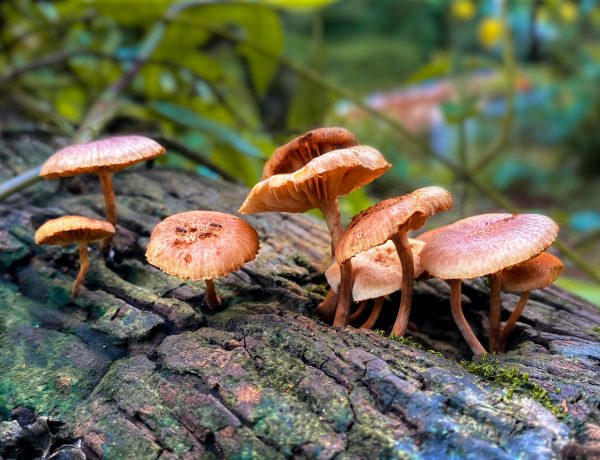 medical benefits of magic mushrooms