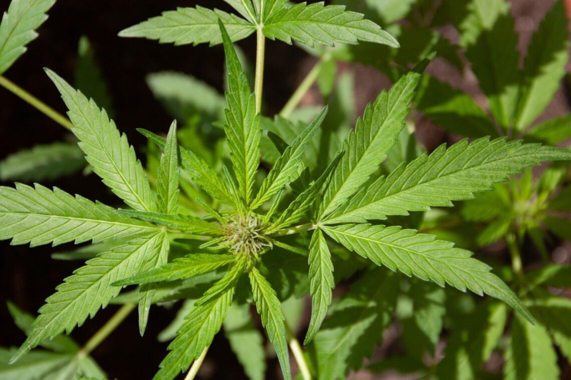 flower strains