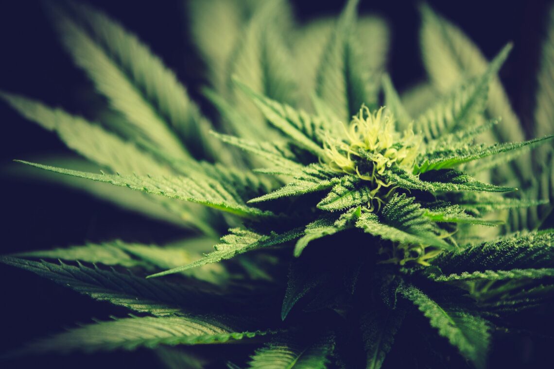 green cannabis
