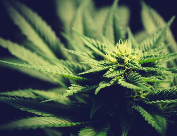 green cannabis