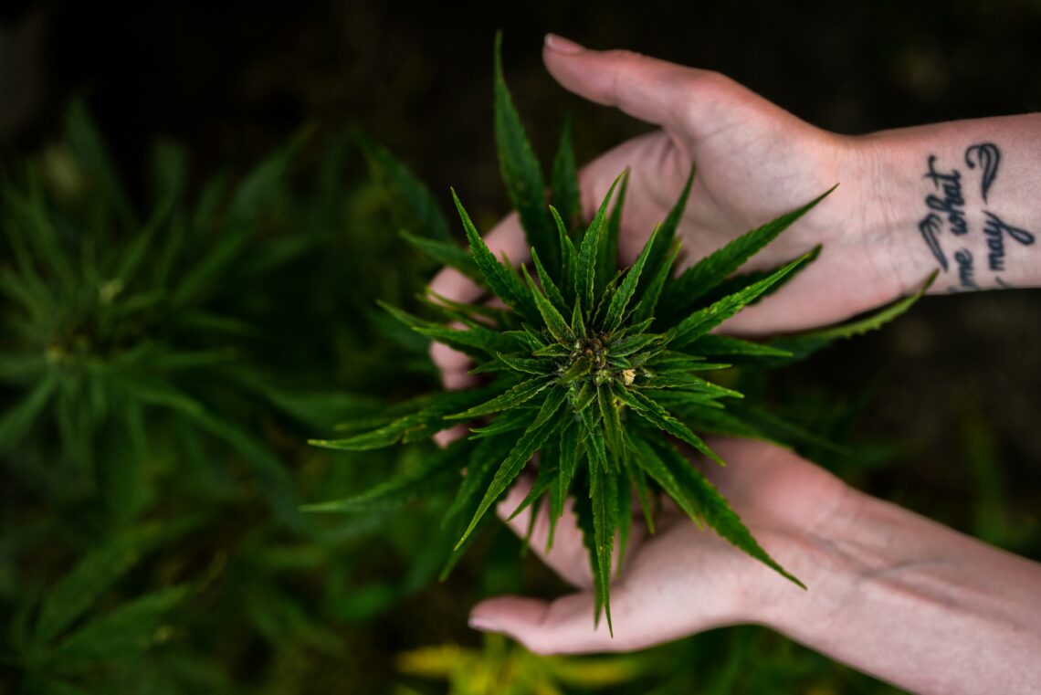 quality cannabis products