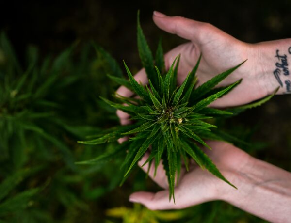 quality cannabis products
