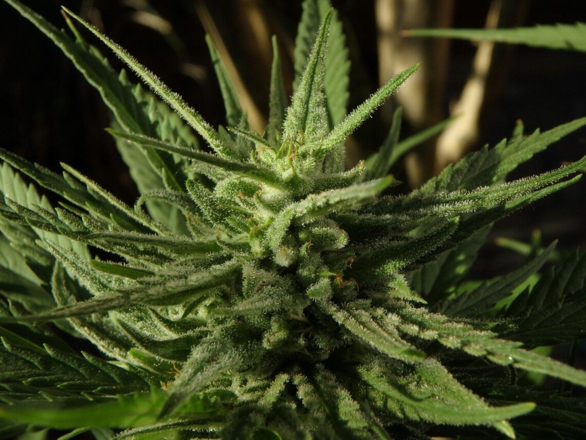 Premium Cannabis Flower