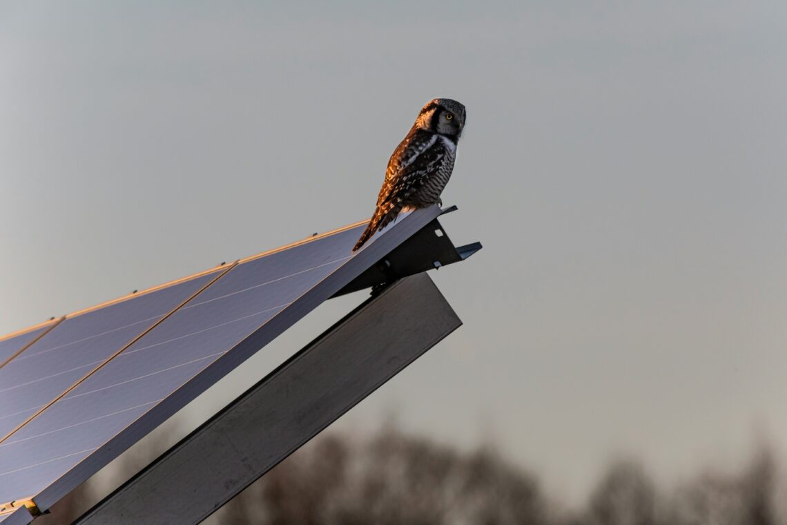 Solar Panels