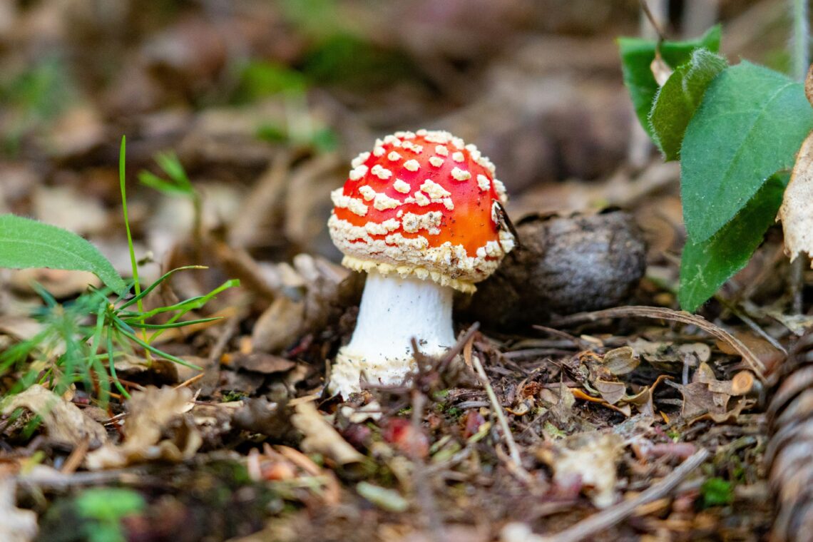Fly Agaric