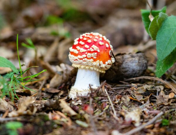Fly Agaric
